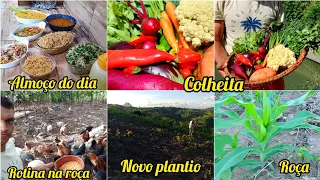 ALMOÇO CAIPIRA //colheita do dia//filé de tilápia no côco//plantando milho //rotina no sítio