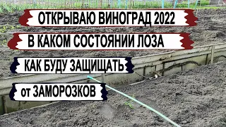 🍇 Как перезимовал виноград в этом году.  Как защищаю свой виноградник от заморозков