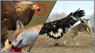 How Eagles Hunt Wolves - Caught on Camera!