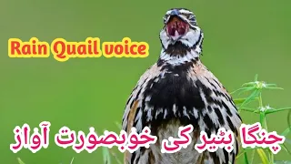 Rain quail voice // چنگا بٹیر کی آواز