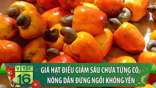 Giá hạt điều giảm sâu chưa từng có, nông dân đứng ngồi không yên | VTC16