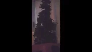 Funny Cat fights xmas tree / cats and christmas tr