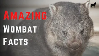 Top 10 Most Amazing Facts About Wombats - Quick Wombat Facts