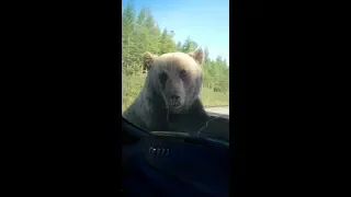 Русский медведь русская душа / Bear / приколы