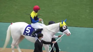 ソダシの現地パドック映像! G1馬5頭が集結した豪華G1ヴィクトリアマイル東京競馬場 2022/05/15 Horse racing in Japan Japanese racehorse
