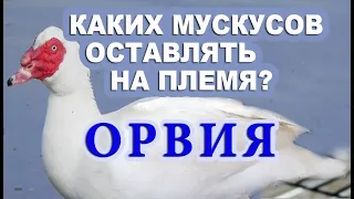 Как  улучшить  весовые показатели - Мускусные утки. Тонкости разведение мускусов. Измельчание стада