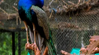 Beautiful Relaxing music with Stunning Peacock | Sleep Meditation| Healing music |Calm music | Sleep