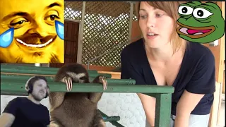 Forsen Reacts to Baby Sloth learns to climb