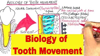 The Biology Of Tooth Movement: Part 1 | Orthodontics