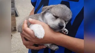 The Swollen Head Puppy Crying Because Abandoned And Warming Ending