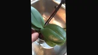 How to water orchids in bark media