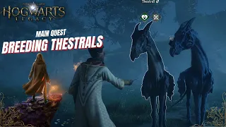 Foal of the dead - Conjure a breeding pen: Hogwarts Legacy