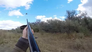 Охота на фазана с курцхааром 2016. Один выстрел - два добыто.  HD 1080р.