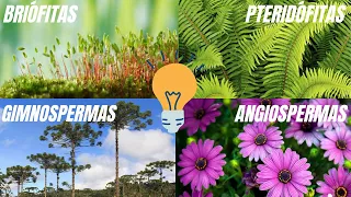 EVOLUÇÃO DAS PLANTAS: OS 4 GRUPOS VEGETAIS