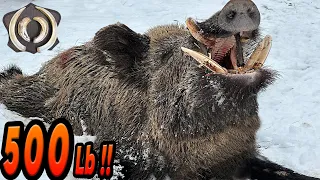 YILIN REKORU 500Lb!! DEV AZILI YABAN DOMUZU AVI,  Giant Monster Wild Boar Hunting, New Record Size!