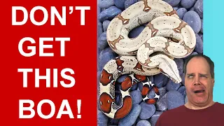 6 Reasons You Need to Reconsider Getting a True Red Tail Boa Constrictor!