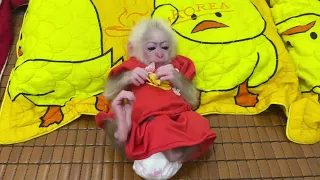 Baby monkey Abi cried because she missed her mother