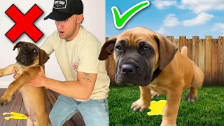 How To Potty Train Your Puppy In 4 Days! 10 Week Old Puppy Potty Training!