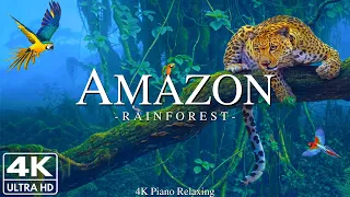 Amazon 4k - Relaxing Music With Beautiful Natural Landscape - Amazing Nature