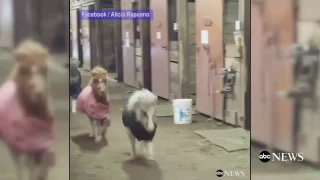 Adorable miniature horses race a dog around a barn