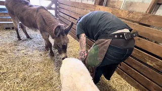 Donkey watches farrier trim goat’s hooves