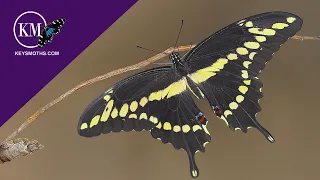 LARGEST BUTTERFLY IN FLORIDA - THE GIANT SWALLOWTAIL LIFE-CYCLE Papilio cresphontes
