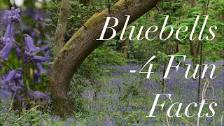 Bluebells - 4 Fun Facts - with Lawrence D'Silva