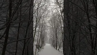 Winter snowy forest road Background video  | No copyright footage