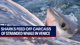 Sharks feed off carcass of stranded whale in Venice