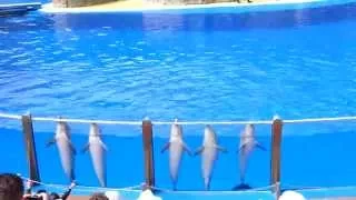 Palmitos park Gran Canaria Dolphin show