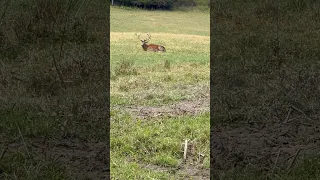 Shot a huge red stag at 50 yards