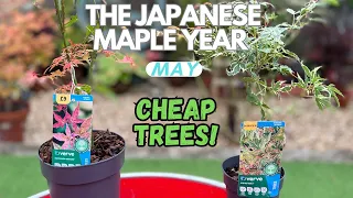 Cheap Trees : Bought a tree from a hardware store and was shocked!