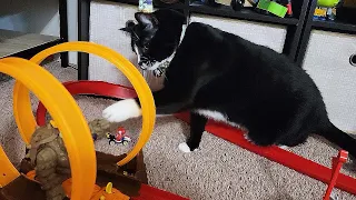 Cat Reaction to NEW Cat Toy - (Funny Cat Toy Reaction)