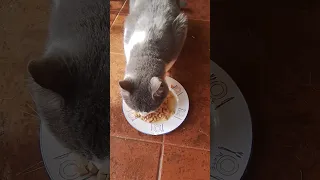 Bellissimo gatto 🐈 mangia crocchette e miagola - meraviglioso gatto su YouTube simpatico animaletto