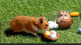 Easter Egg Hamster Maze 🐹 🐹