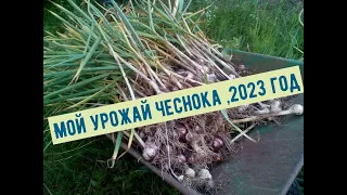 Мой урожай чеснока, 2023 года!