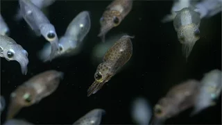 Baby Squid hatching! They're went to space!