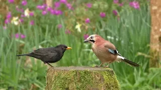 Relax Your Dog TV : Birds and Bird Sounds in The Flower Garden - 8 HOURS