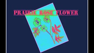 How to draw Prairie rose flower