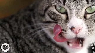 Why Does Your Cat's Tongue Feel Like Sandpaper? | Deep Look