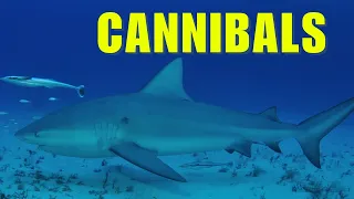 Bull Shark Facts You Didn't Know