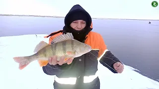 ПЕРВЫЙ ЛЁД НА ВЕРХНЕМ ТОБОЛЕ! ЩУКА ОКУНЬ! РЫБАЛКА НА ЖЕРЛИЦЫ И НА УДОЧКИ В ПАЛАТКЕ! ДВА ВЕДРА ОКУНЕЙ