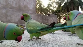 Cutie Pie 🥰  | #Day 61 | #Parrots​​ Life | #Parrot​​'s Natural Beauty | 😍😍❤❤