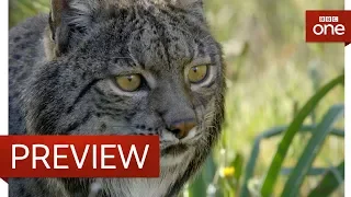 Releasing a lynx into the wild - Big Cats - BBC One