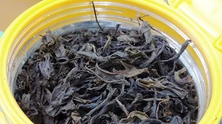 Koporsky 🌺 tea. Ivan tea 🌿 leaf, classic, black. Complete step by step recipe. Russian tea.