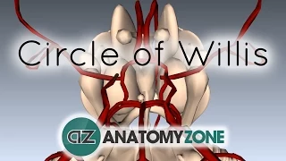 Circle of Willis - 3D Anatomy Tutorial