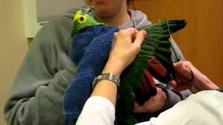 Pbird Amazon parrot gets his 1st wing clip with me at the vet's ... Blue Fronted