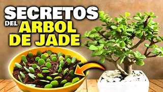 Lo que NUNCA TE CONTARON del ÁRBOL DE JADE o ÁRBOL DEL DINERO | Secretos de la Planta de Jade