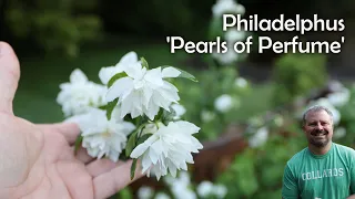 Pearls of Perfume™ Mock Orange - Philadelphus lewisii  'Pearls of Perfume™'