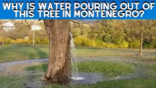WHY IS WATER POURING OUT OF THIS TREE IN MONTENEGRO?